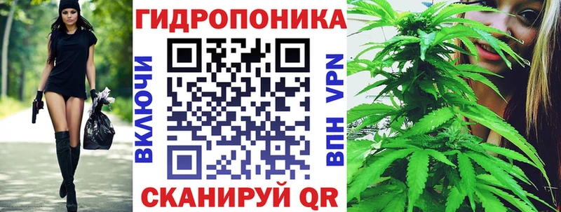 KRAKEN как войти  дарнет шоп  Адыгейск  Конопля сатива 